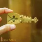 Accessoire fonctionnel pour embout de ceinture Renaissance en laiton massif pur